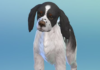 The Sims 4 Cats & Dogs: More Create-a-Pet Screens!