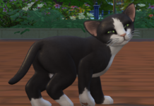 Players Around the World Can Start Playing Cats & Dogs